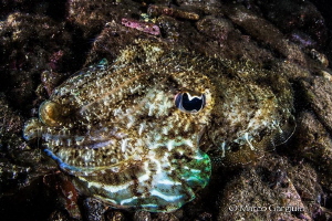 Mymetism, Cuttlefish, night dive by Marco Gargiulo 